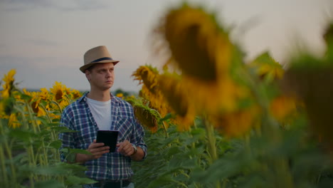 A-scientist-among-tall-sunflowers-writes-down-their-features-on-his-iPad.-He-is-preparing-a-scientific-work-in-biology.